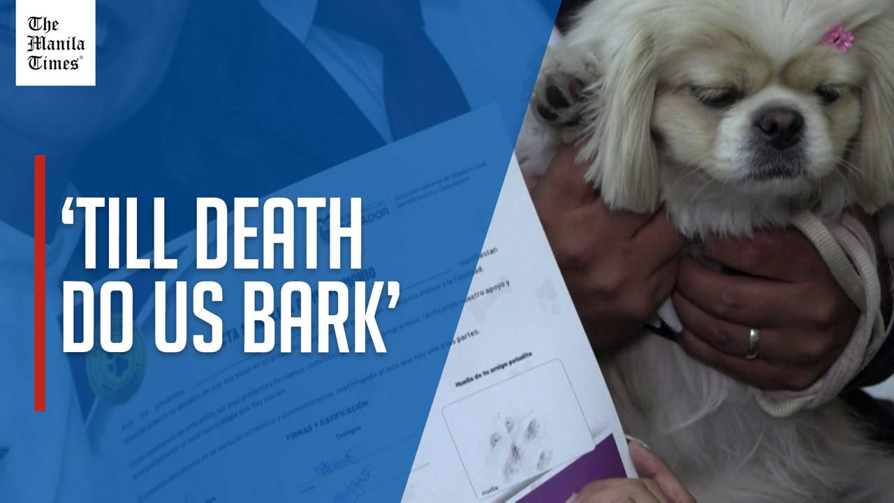 A groom's best friend? Ecuador lets pets serve as symbolic wedding witnesses