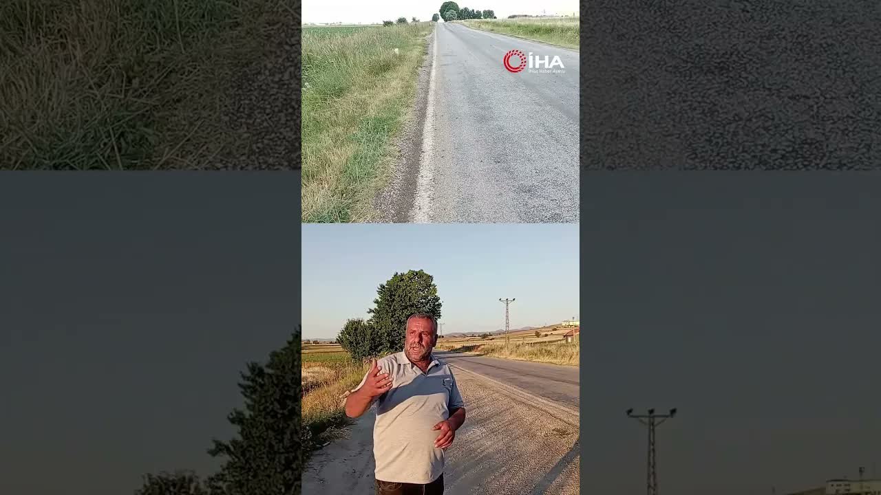 Tokat’ta binlerce kurbağa kara yolunu istila etti
