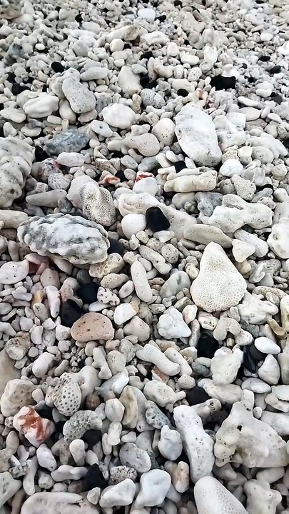 Cook Islands - Sea Shell Collection