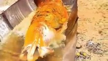 Tentei fritar um pirarucu de 70 kilos no tacho e olha o que aconteceu