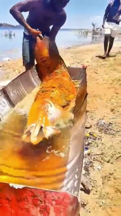 Tentei fritar um pirarucu de 70 kilos no tacho e olha o que aconteceu