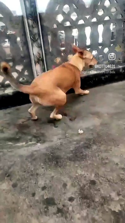 Princess Kottu fastest running