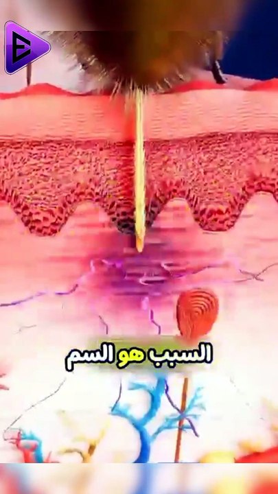 البلاديوم | لماذا تموت النحل بعد أن تلسعك؟ 🐝 #elpladum #البلاديوم #اكسبلور #سمك #بحر #صيد #fishing