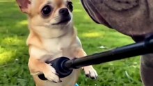#FUNNY_VIRAL_VIDEO