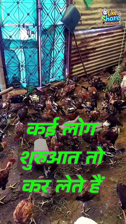 शुरुआत करना आसान है, टिके रहना ही असली जीत है! 💪🐔 | #murgipalan #desibusiness #poltryfarming #shorts