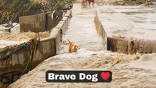 Dog Braces The Current To Cross A Flooded Bridge