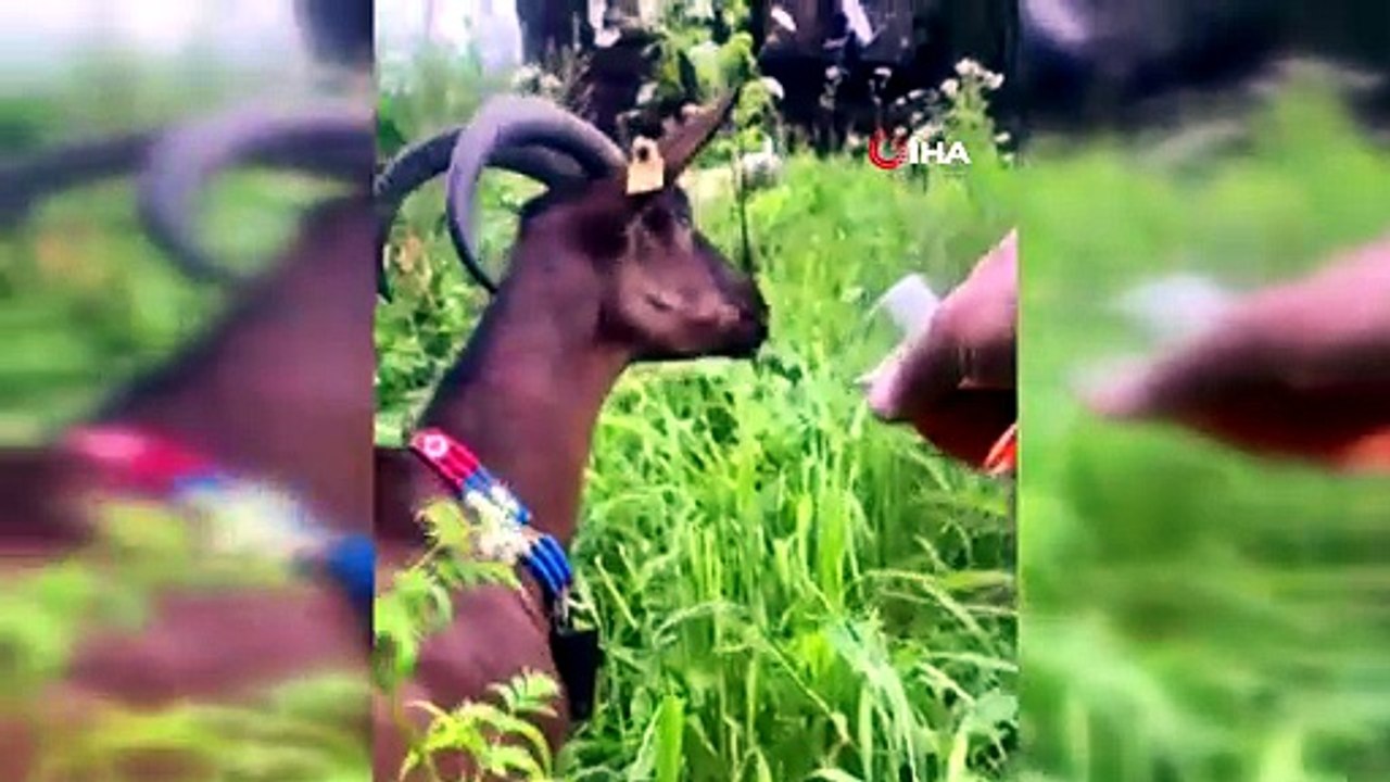Bardaktan çay içen keçinin görüntüleri herkesi tebessüm ettirdi