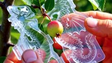 🍒 Dragon Cranberry Time-Lapse! 🐉 #Timelapse #Growing #Amazing