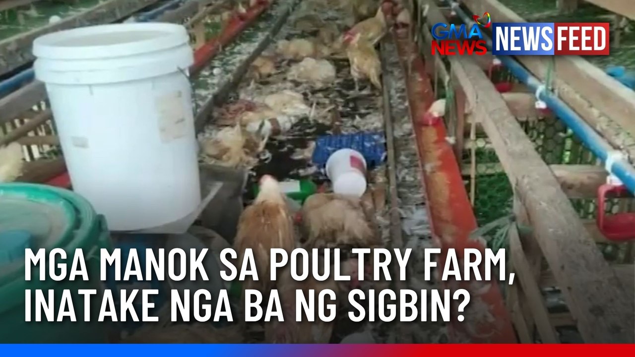 Mga manok sa poultry farm, inatake nga ba ng sigbin? | GMA News Feed