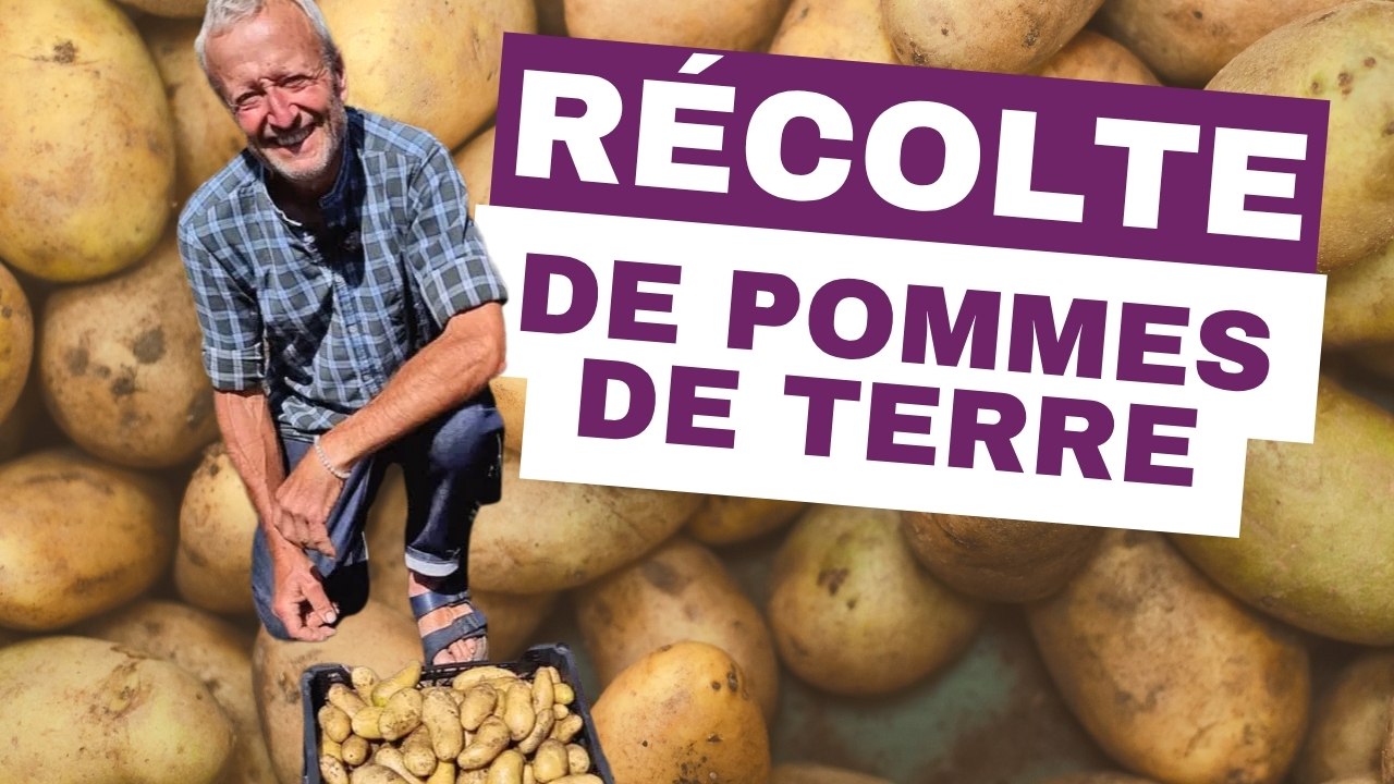 Récolte de pommes de terre sans effort - 39 kg...