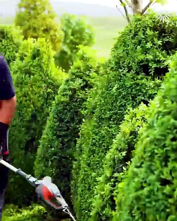 The satisfying journey of a garden makeover 🌳🌲