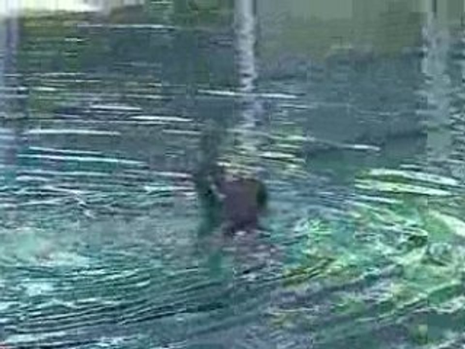 EVREUX AC NATATION : Fête du Club