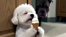 Comedy dogs funny cute