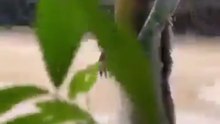 (Curiosity): What is lurking in this muddy river?! 😰