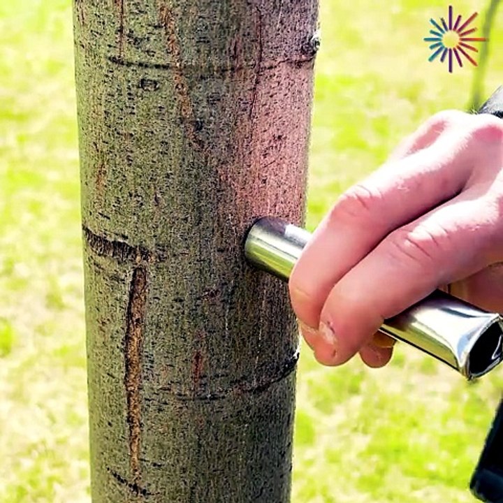 A secret technique for perfect grafting 🌿