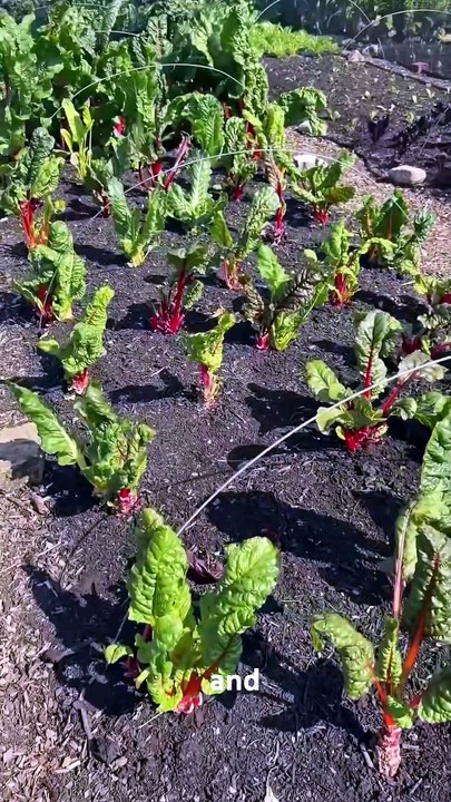 Quels semis au potager de mi-juillet à fin juillet ?