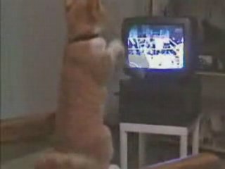 Lachvandedag.nl - Bokskat