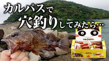 【穴釣り】おやつカルパスで穴釣りしてみたら驚きの結果に！