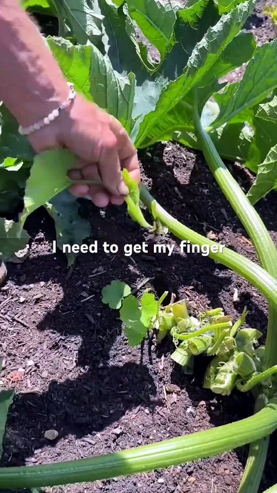 Récoltes de courgettes et de betteraves semées en poquets