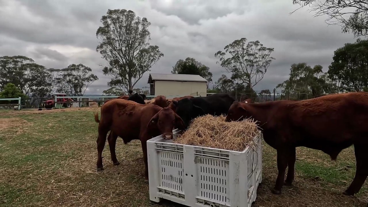Moving & Feeding Calves on the Farm 🚜🐾