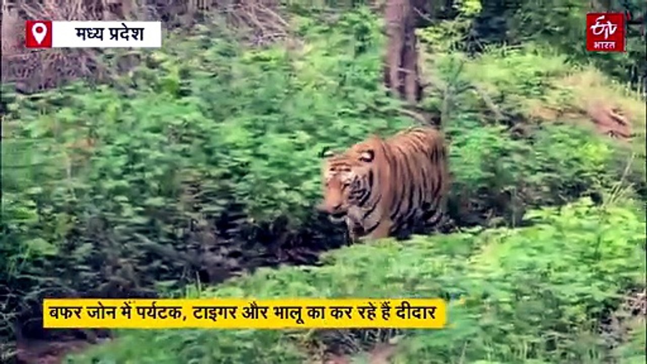 सतपुड़ा टाइगर रिजर्व में पर्यटकों का मेला, बफर ज...