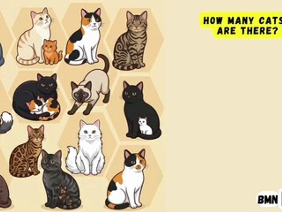#CatPuzzle 🐈🧩 How Many Cats Are There? (Part 4) 🐈‍⬛