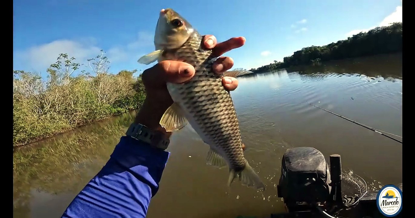 HOJE PEGAMOS SÓ UM PIAU E UMA PACU #PescaEsportiva, #Pescaria, #Peixe, #Natureza