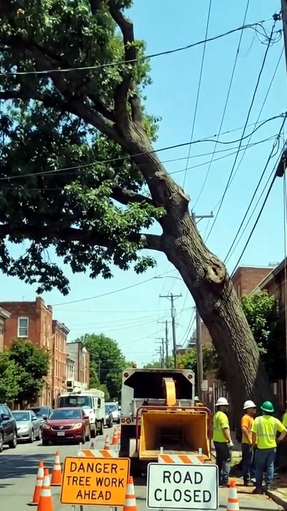 Dangerous Tree Removal Over Power Lines | Extreme Tree Cutting on Busy City Street