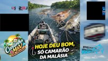 Só os Brutos da Malásia