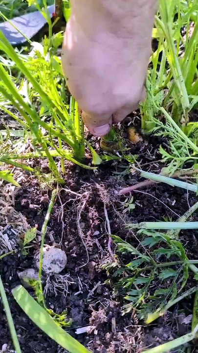 Culture de carottes en sac voilà le résultat de la saison ! #carotte #potager #jardinage #recolte #j