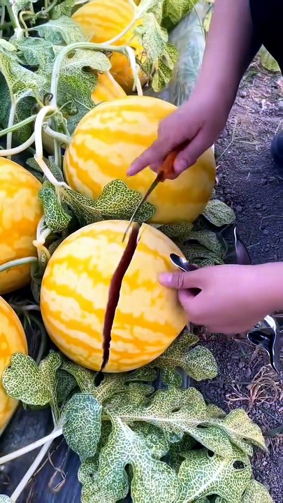 Oddly Satisfying Farm Harvesting & Fresh Fruit ASMR 🍉