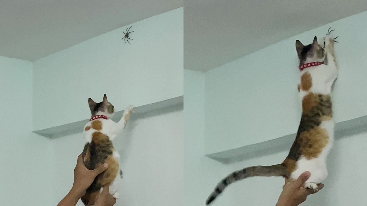 Brave Cat Tackles Owners' Late-Night Spider Dilemma
