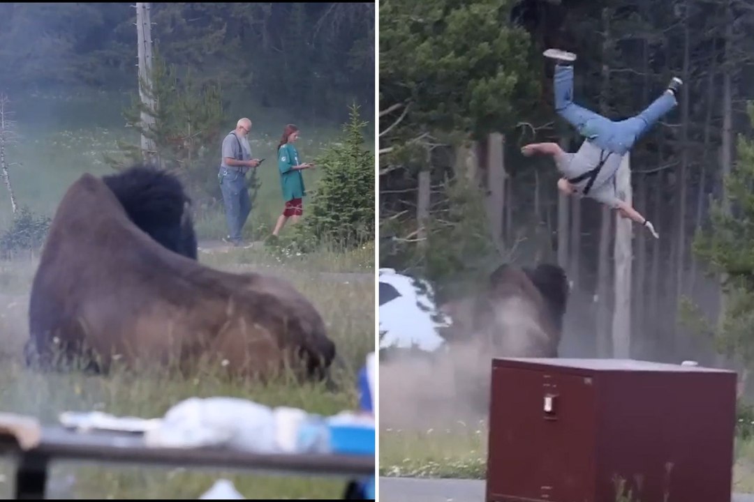 Yellowstone bison launches tourist 8 Feet into...