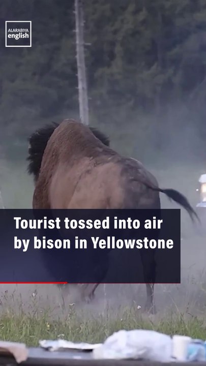 Tourist tossed into air by bison in Yellowstone