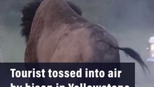 Tourist tossed into air by bison in Yellowstone