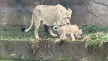 Heartbreaking Rescue: Lioness Fights to Save Cub After Swimming Mishap