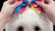 I Removed 5,000 Tangles From This Street Dog…
