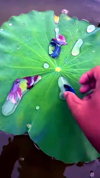 Look at these beautiful Betta fish we found in the wild! 🐠🔥🎣