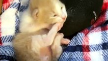 #funny_pets_animals_funny