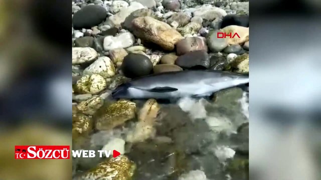 Bartın'da ölü yunus kıyıya vurdu