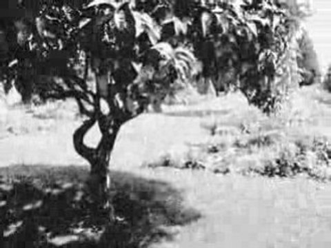 Jardin Nice Noir et Blanc