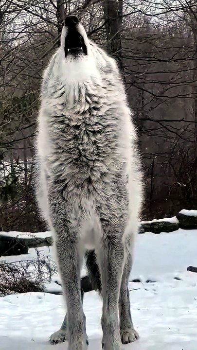Stunning Close Up Footage Of A Wild Wolf Howling In The Snow Covered Winter Forest
