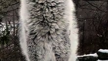 Stunning Close Up Footage Of A Wild Wolf Howling In The Snow Covered Winter Forest