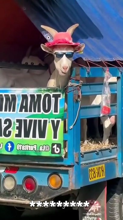 Goat