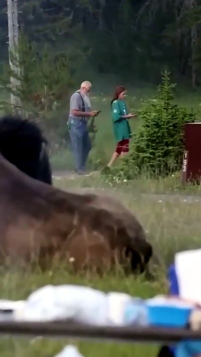 ¡Voló por los aires! Hombre gravemente herido tras ser atacado por bisonte