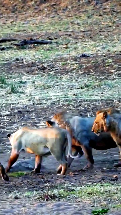 A pride of lions taking down a crocodile on dry land. 🔥