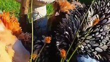 Polish Frizzle, Ayam Eksotis dengan Bulu Unik dan Menawan