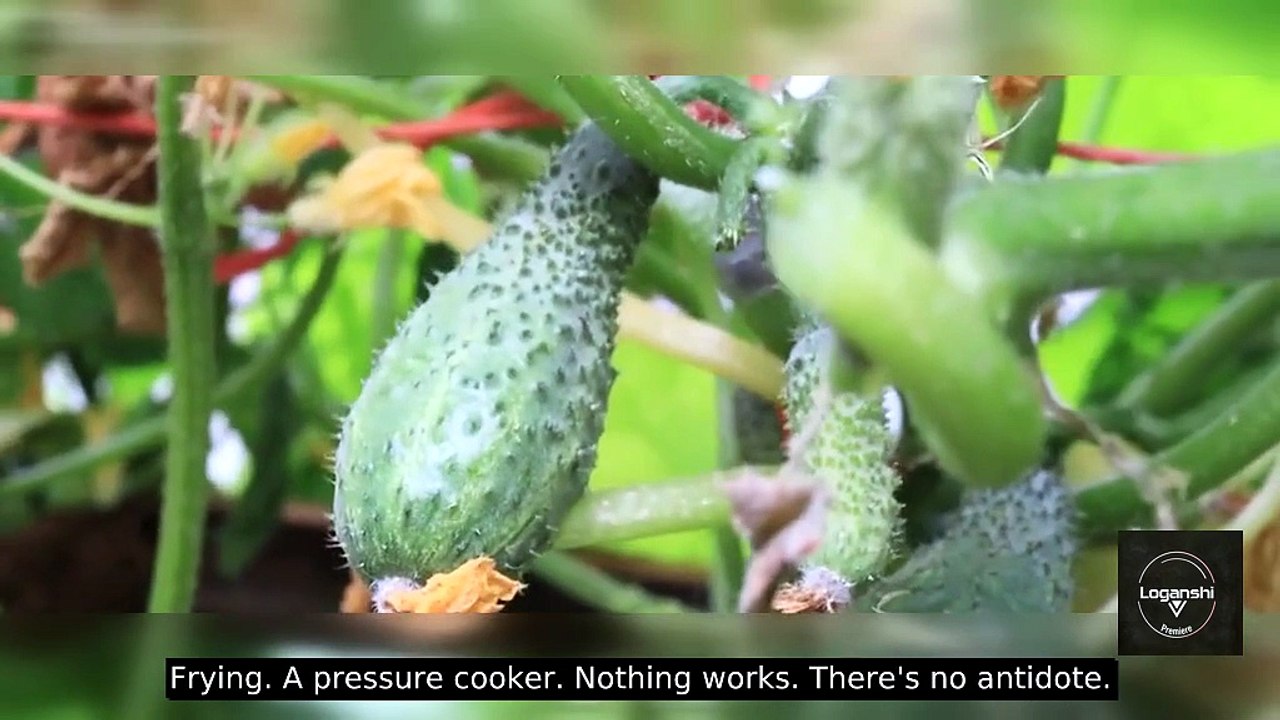 The Woman Who Gave China Watermelon Freedom