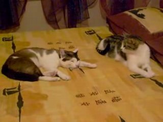 poupoune et le chat !!!