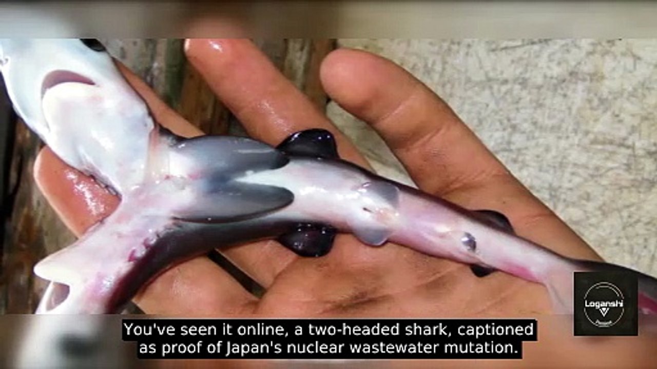 The Two-Headed Shark Is Fake. Here's What Japan Doesn't Want You to Know